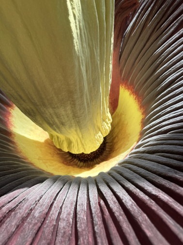 Titanenwurz_Amorphophallus_titanum_Blütenstand_29.6.2025 (2)