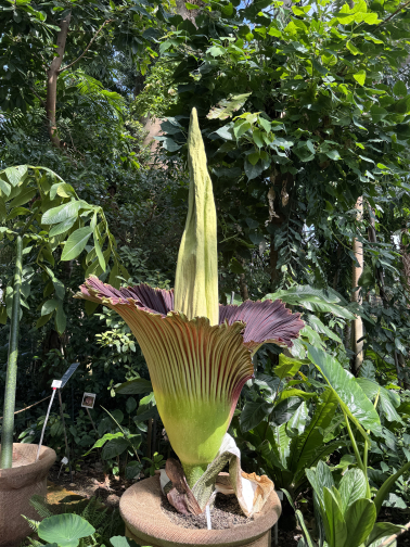 Titanenwurz_Amorphophallus_titanum_Blütenstand_29.6.2025 (3)