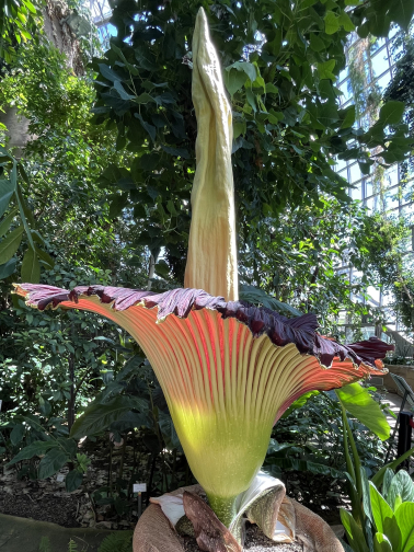 Titanenwurz_Amorphophallus_titanum_Blütenstand_30.6.2025 (2)