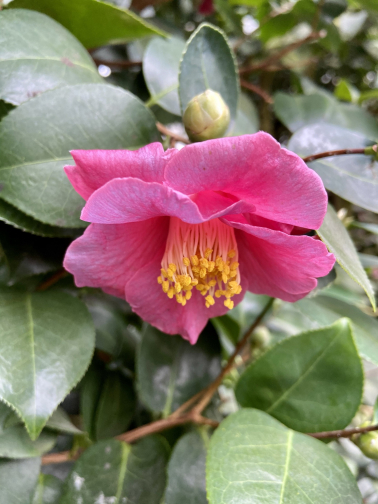 Frühlingsgefühle Die Kamelienblüte 2021 online erleben BGBM