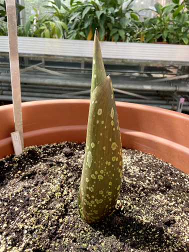 Amorphophallus Titanum ist sichtbar