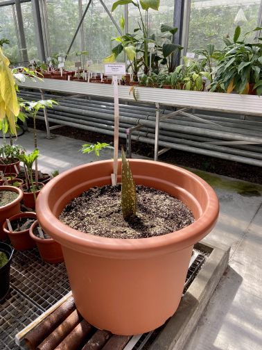 Knospe der Amorphophallus Titanum ist sichtbar