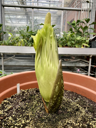 Knospe der Titanenwurz Amorphophallus Titanum