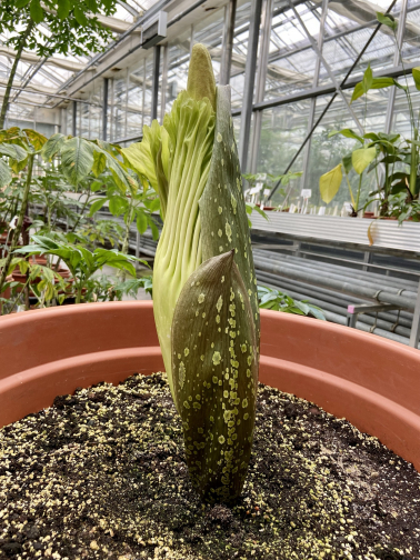 Knospe der Titanenwurz Amorphophallus Titanum