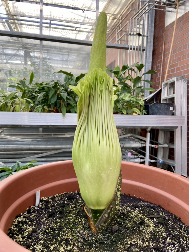 Knospe der Titanenwurz Amorphophallus Titanum am 7. Mai 2021