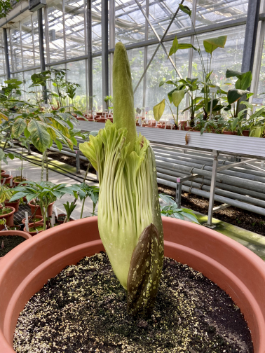 Knospe der Titanenwurz Amorphophallus Titanum am 7.Mai 2021