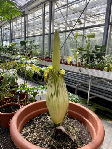 Knospe der Titanenwurz Amorphophallus Titanum am 10.Mai 2021