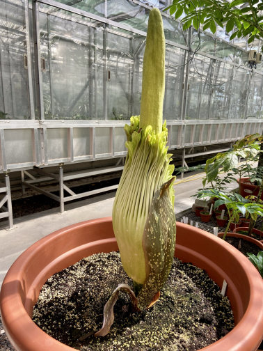 Knospe der Titanenwurz Amorphophallus Titanum am 10. Mai 2021