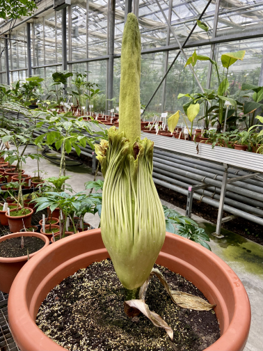 Knospe der Titanenwurz Amorphophallus Titanum am 12. Mai 2021
