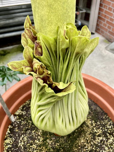 Knospe der Titanenwurz Amorphophallus Titanum am 12. Mai 2021