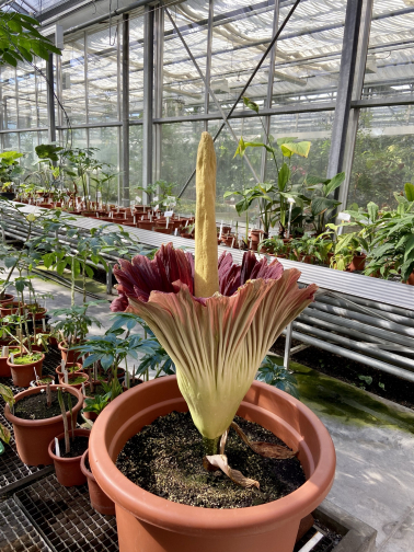 Titanenwurz Amorphophallus Titanum am 17. Mai 2021