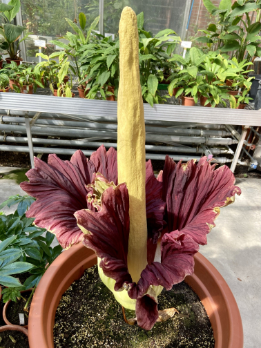 Titanenwurz Amorphophallus Titanum am 17. Mai 2021