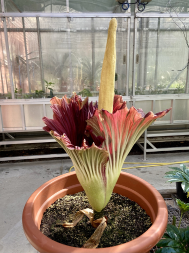 Titanenwurz Amorphophallus Titanum am 17. Mai 2021