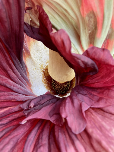 Titanenwurz Amorphophallus Titanum am 17. Mai 2021