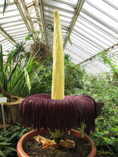 Titanenwurz Bluhte 2016 Amorphophallus Titanum Grosste Stinke