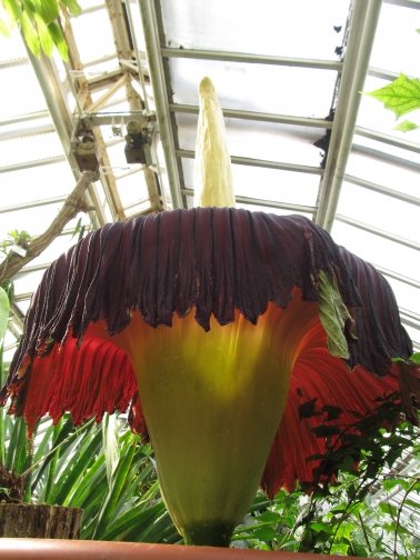 Titanenwurz blühte 2016! Amorphophallus titanum - Größte ...