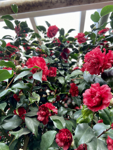 Frühlingsgefühle Die Kamelienblüte 2021 online erleben BGBM