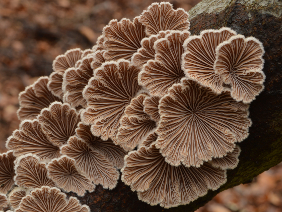 schizophyllum commune