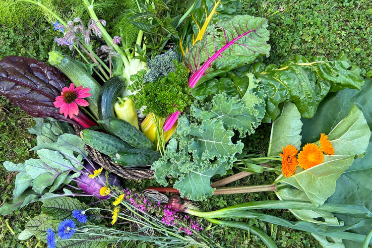 Verschiedene Nutzpflanzen, Kohl, Mangold, Ringelblumen
