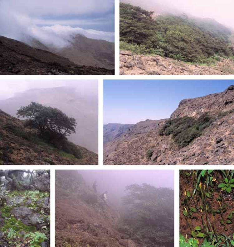 Eine Kollage aus Bildern vom Südliches Fartak-Gebirge, Al-Mahra