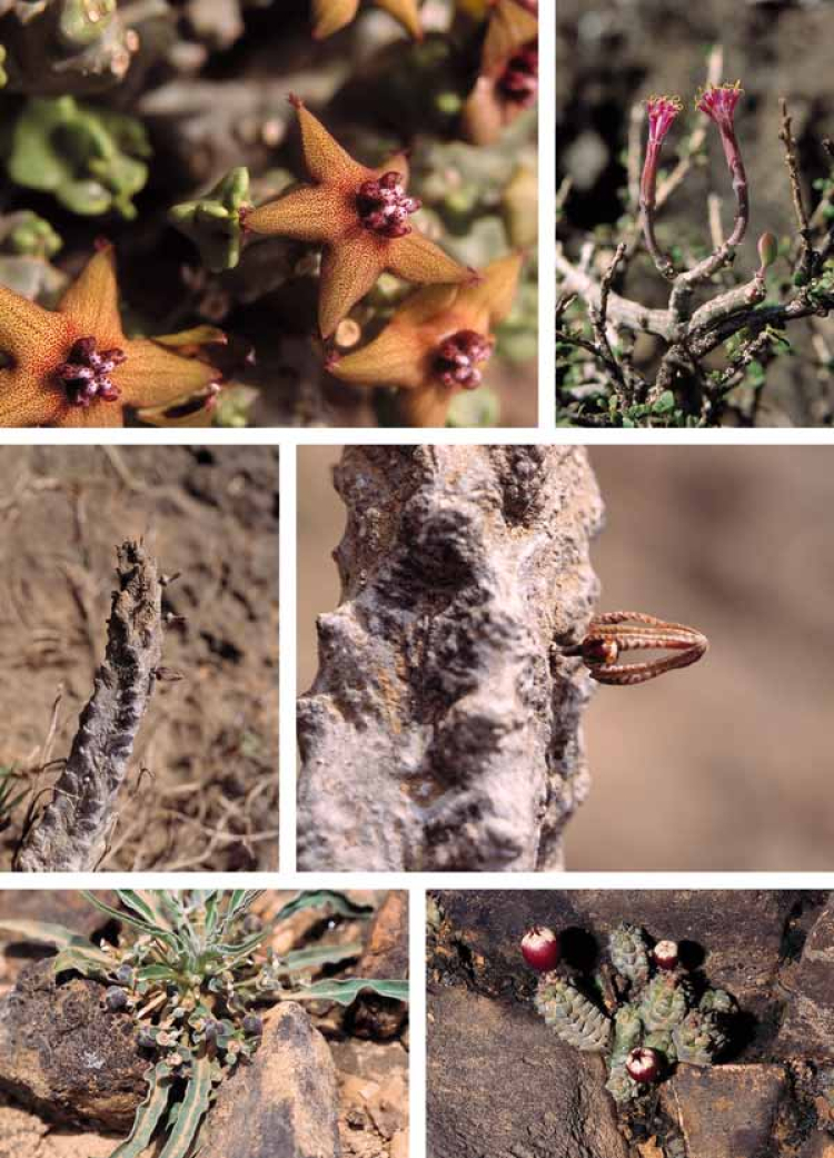 Eine Kollage aus Bildern vom Nördliches Fartak-Gebirge, Al-Mahra