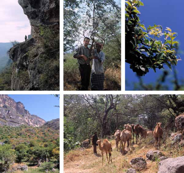 Eine Kollage aus Bildern vom Hawf-Gebirge, Al-Mahra