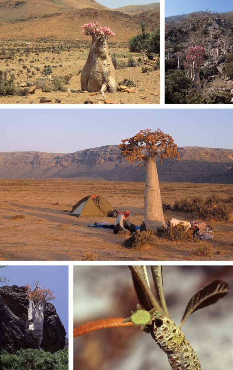 Eine Kollage aus Bildern vom Sokotra