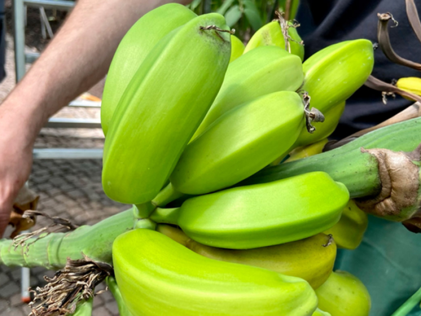 Bananenparcours | Botanischer Garten Berlin