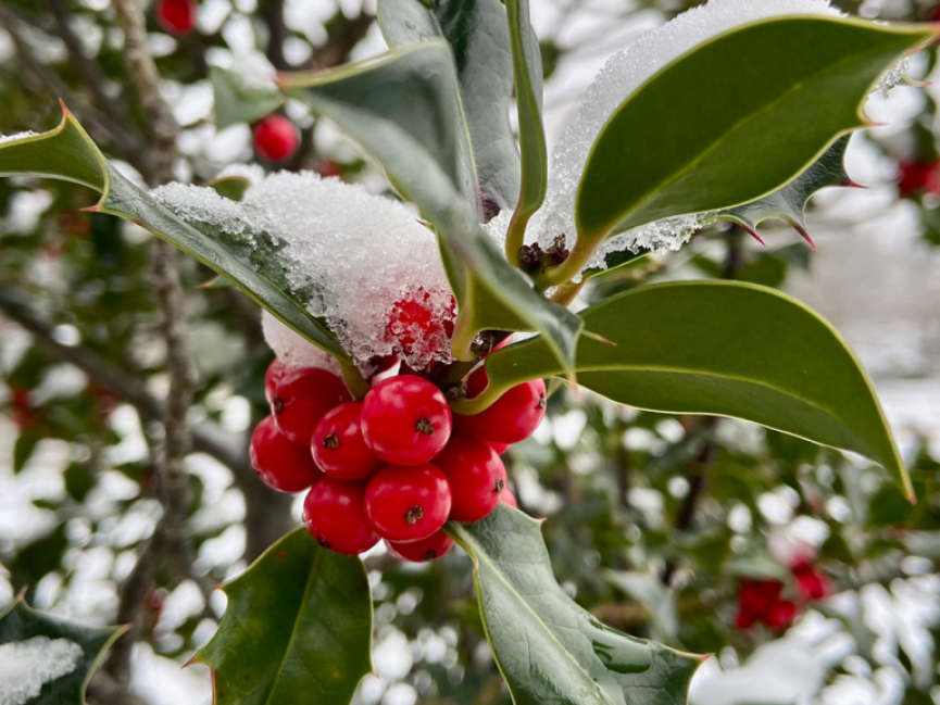 <p>Winterliches Grün</p>
