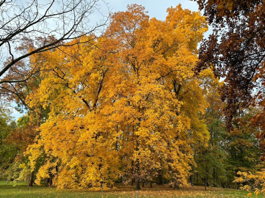 <p>Bäume im Herbst</p>