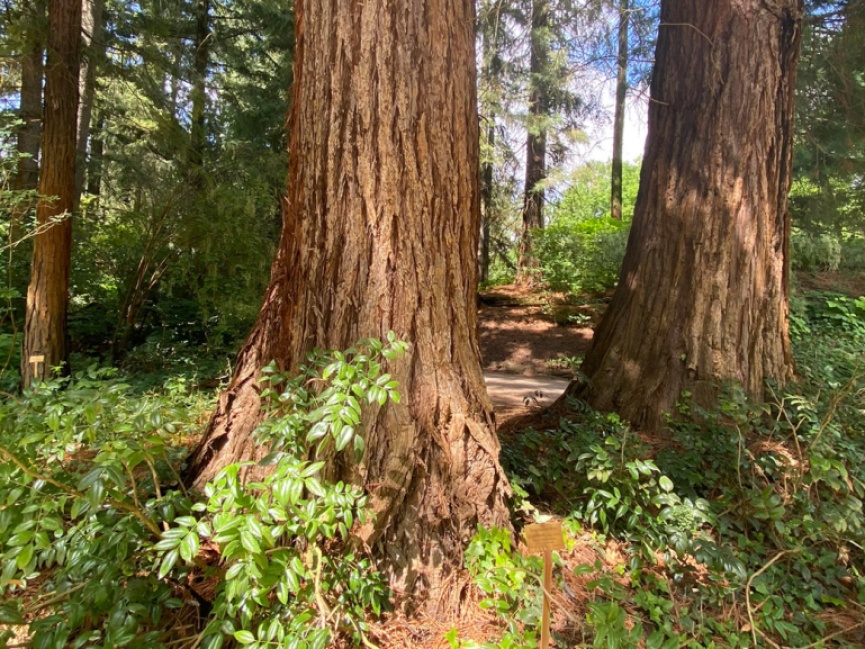 <p>Untere Bereiche von Stämmen der Riesenmammutbäume (Sequoiadendron giganteum).</p>
