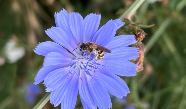 <p>Blüte und Bestäuber</p>
