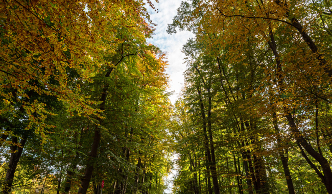 <p>Herbstlicher Botanischer Garten</p>