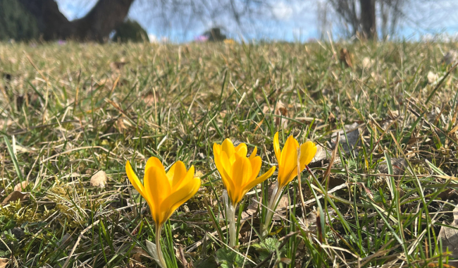 <p>Gelbe Krokusse auf der Wiese</p>