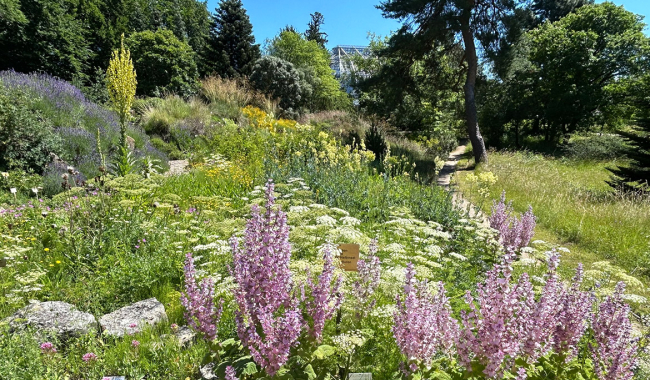 <p>Schuppenwurz</p>