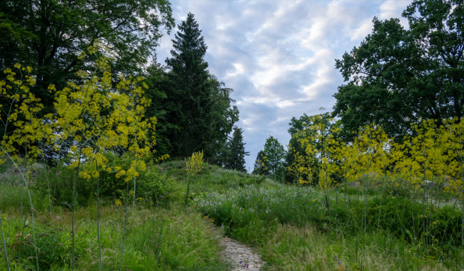 <p>Weg durch den Botanischen Garten</p>
