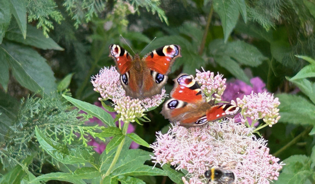 <p>Schmetterlinge auf Blüte</p>