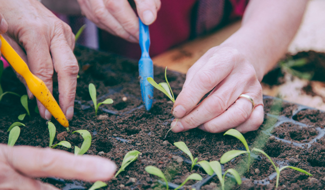 <p>Hände pflanzen junge Kräuter ein.</p>