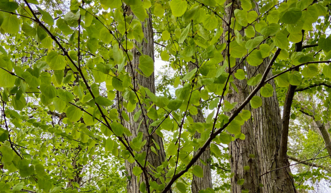 <p><span class="ql-cursor">﻿</span>Bäume</p>