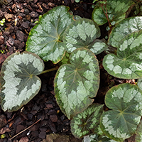 Begonia rex 'Hofgarteninspektor Weckerle'