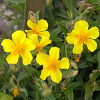 Gelbes Sonnenröschen (Helianthemum nummularium)