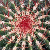 Behaarter Ferocactus (Ferocactus piliferus)