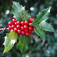 Gemeine Stechpalme (Ilex aquifolium)