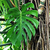 Monstera deliciosa