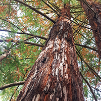 Küsten-Mammutbaum (Sequoia sempervirens)