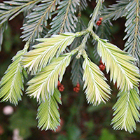 Küsten-Mammutbaum (Sequoia sempervirens)