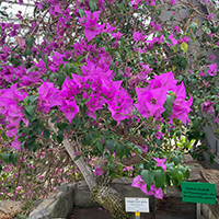 Bougainvillea glabra