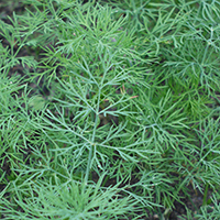 Dill (Anethum graveolens)