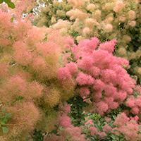 Perückenstrauch (Cotinus coggygria)