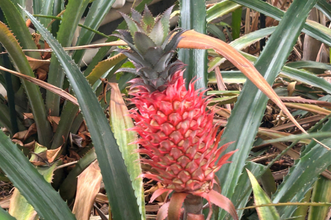 Ananas